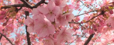 いわき市桜情報2026