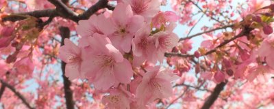桜の名所～開花状況～