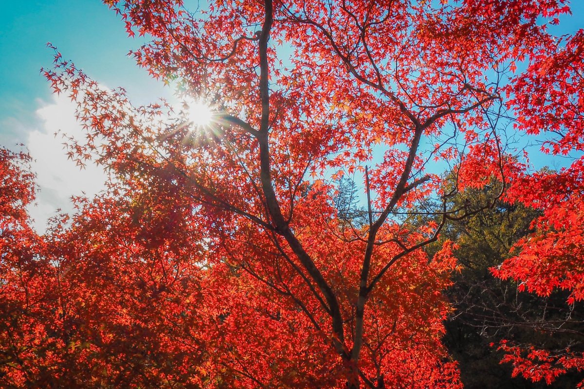 紅葉狩りはいわきへ