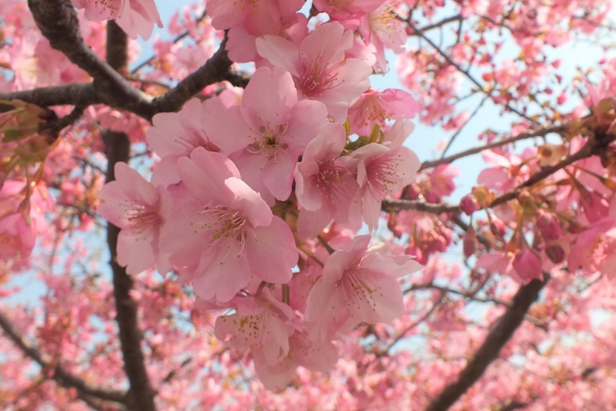 桜の名所 開花状況 いわきのイチオシ いわき市観光サイト いわき市の観光 旅行情報が満載