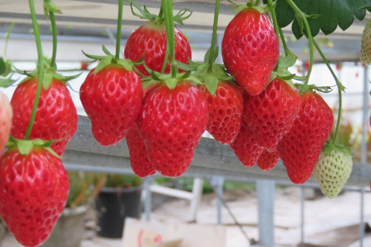 家族でおでかけ！温室でいちご狩り