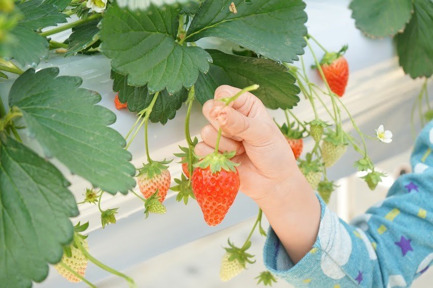 いわきでいちご狩り！ヘレナストロベリーランドでお腹いっぱい大満足