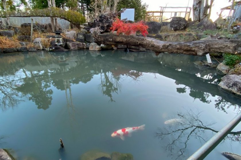  池には鯉と金魚がいました