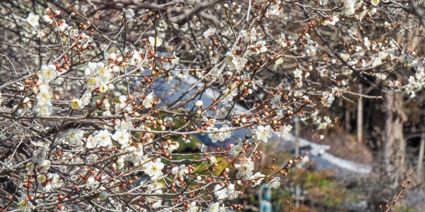 2023年2月11日(土)現在