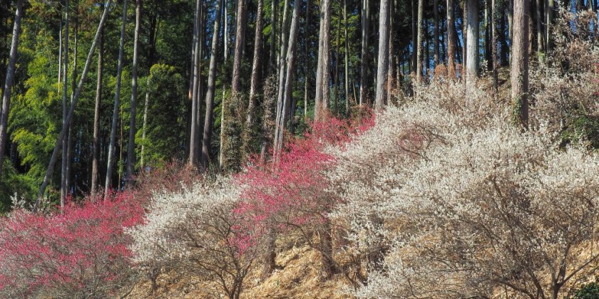 2023年3月5日(日)現在