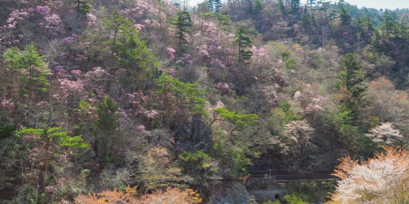 夏井川渓谷錦展望台（画像は満開時のイメージ）