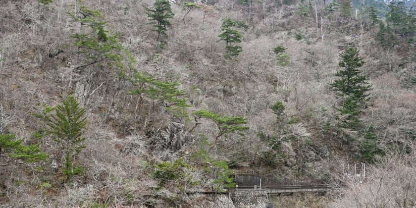 夏井川渓谷錦展望台（3月25日現在）