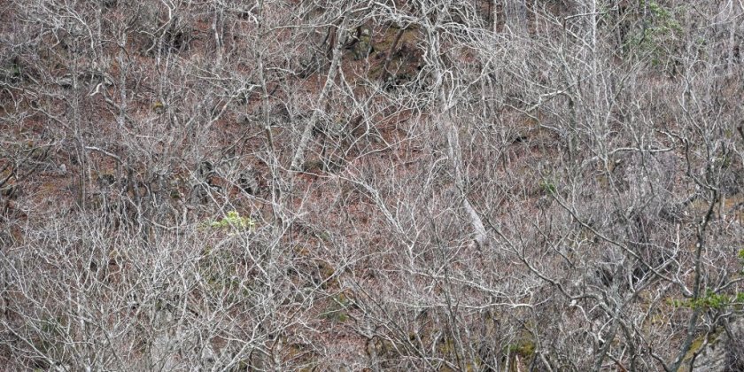 夏井川渓谷錦展望台（3月25日現在）