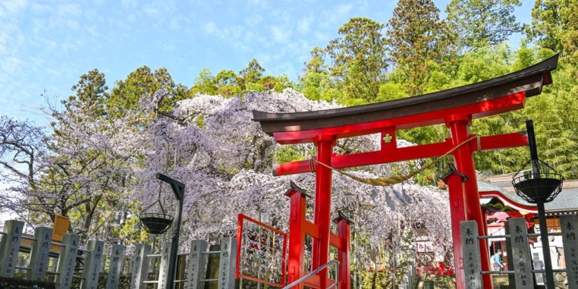 4月1日現在の様子