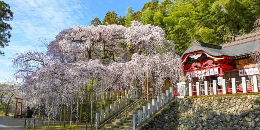 4月1日現在の様子