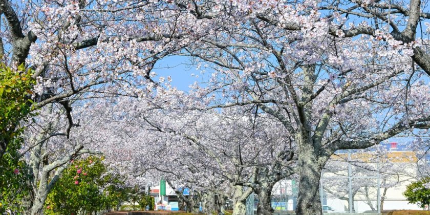 白土公園（4月3日現在）