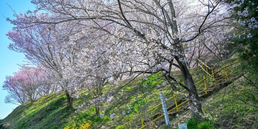 桜の園（4月3日現在）