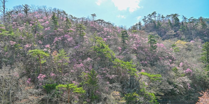 夏井川渓谷錦展望台（4月9日(金)現在）