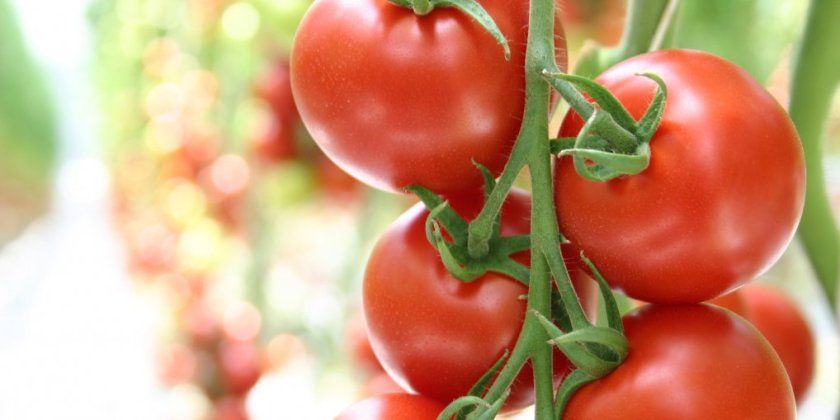 温暖な気候を利用してハウス栽培で育てた特産品のトマト